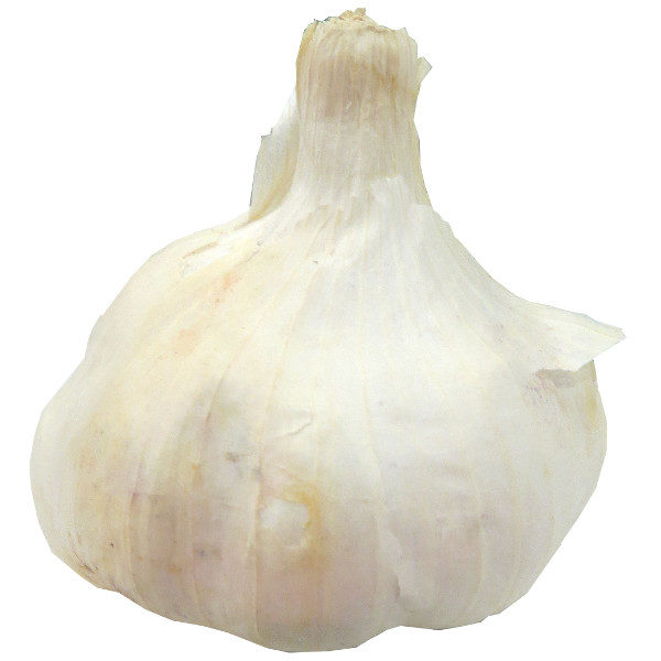 Knoblauch Stück