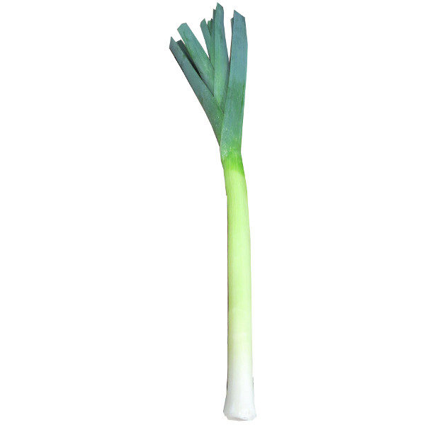 Lauch Stück