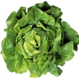 Kopfsalat Stk.